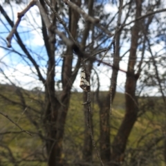 Rhipicera (Agathorhipis) femorata at Kosciuszko National Park - 7 Feb 2024