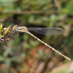 Austrolestes leda (Wandering Ringtail) at Braidwood, NSW - 8 Feb 2024 by MatthewFrawley