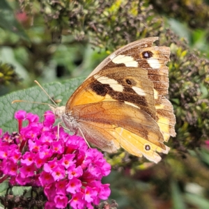 Heteronympha merope at QPRC LGA - 8 Feb 2024 02:38 PM