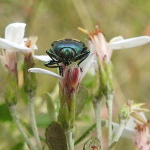 Castiarina flavopurpurea at Kosciuszko National Park - 7 Feb 2024