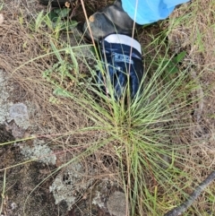 Cymbopogon refractus (Barbed-wire Grass) at Molonglo River Reserve - 7 Feb 2024 by Jiggy