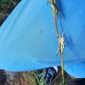 Cymbopogon refractus at Molonglo River Reserve - 8 Feb 2024