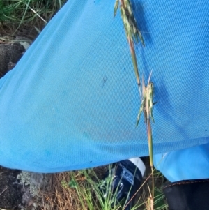 Cymbopogon refractus at Molonglo River Reserve - 8 Feb 2024 09:06 AM