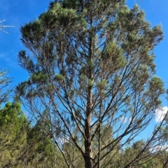 Callitris endlicheri (Black Cypress Pine) at Whitlam, ACT - 7 Feb 2024 by Jiggy