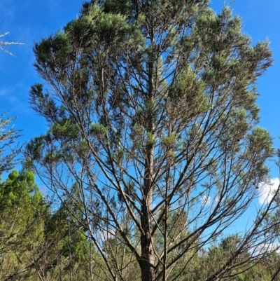 Callitris endlicheri (Black Cypress Pine) at Lower Molonglo - 7 Feb 2024 by Jiggy