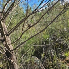 Callitris endlicheri at Molonglo River Reserve - 8 Feb 2024 08:28 AM