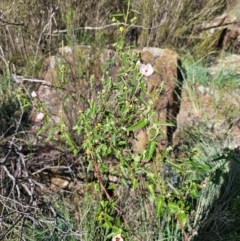 Pavonia hastata (Spearleaf Swampmallow) at Molonglo River Reserve - 8 Feb 2024 by Jiggy