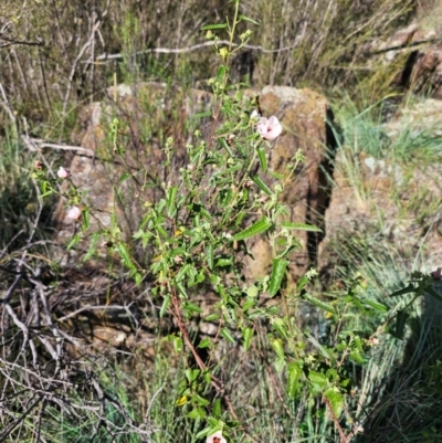 Pavonia hastata (Spearleaf Swampmallow) at Molonglo River Reserve - 7 Feb 2024 by Jiggy