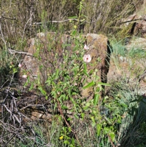 Pavonia hastata at Molonglo River Reserve - 8 Feb 2024
