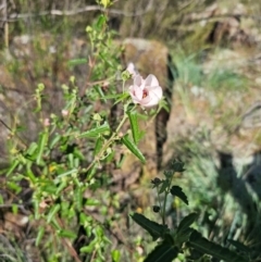 Pavonia hastata at Molonglo River Reserve - 8 Feb 2024