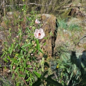 Pavonia hastata at Molonglo River Reserve - 8 Feb 2024