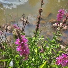 Lythrum salicaria (Purple Loosestrife) at Lower Molonglo - 7 Feb 2024 by Jiggy