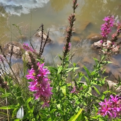 Lythrum salicaria (Purple Loosestrife) at Molonglo River Reserve - 7 Feb 2024 by Jiggy