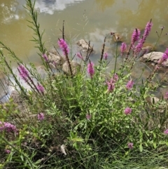 Lythrum salicaria at Molonglo River Reserve - 8 Feb 2024 10:50 AM