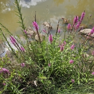 Lythrum salicaria at Molonglo River Reserve - 8 Feb 2024