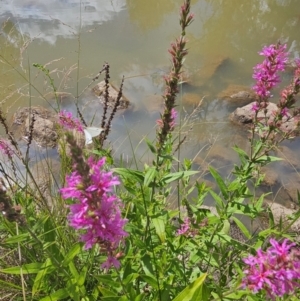Lythrum salicaria at Molonglo River Reserve - 8 Feb 2024