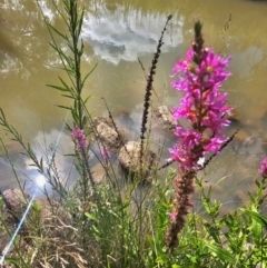 Lythrum salicaria at Molonglo River Reserve - 8 Feb 2024