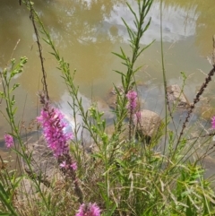 Lythrum salicaria at Molonglo River Reserve - 8 Feb 2024