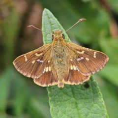 Dispar compacta (Barred Skipper) at QPRC LGA - 8 Feb 2024 by MatthewFrawley