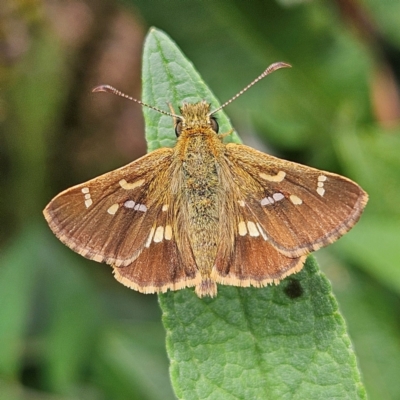 Dispar compacta (Barred Skipper) at Braidwood, NSW - 8 Feb 2024 by MatthewFrawley