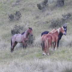 Equus caballus (Brumby, Wild Horse) at Kosciuszko National Park - 7 Feb 2024 by HelenCross