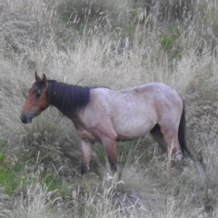 Equus caballus at Kosciuszko National Park - suppressed