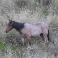 Equus caballus at Kosciuszko National Park - 7 Feb 2024