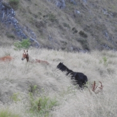 Equus caballus at Kosciuszko National Park - suppressed