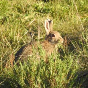 Oryctolagus cuniculus at Kosciuszko National Park - 8 Feb 2024