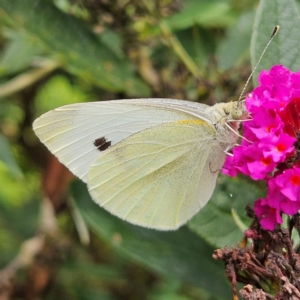 Pieris rapae at QPRC LGA - 8 Feb 2024