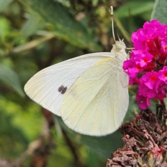 Pieris rapae at QPRC LGA - 8 Feb 2024 02:39 PM