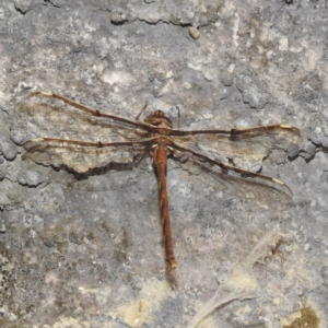 Telephlebia brevicauda at Kosciuszko National Park - 8 Feb 2024 09:56 AM