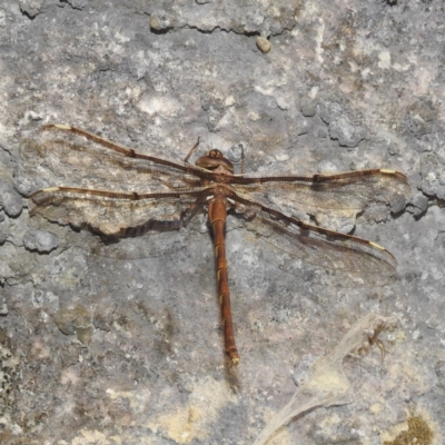 Telephlebia brevicauda (Southern Evening Darner) at Kosciuszko National Park - 7 Feb 2024 by HelenCross