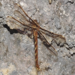 Telephlebia brevicauda at Kosciuszko National Park - 8 Feb 2024