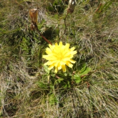 Microseris lanceolata (Yam Daisy) at Long Plain, NSW - 8 Feb 2024 by HelenCross