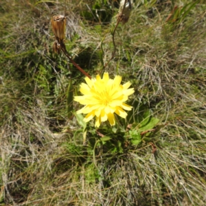 Microseris lanceolata at Kosciuszko National Park - 8 Feb 2024