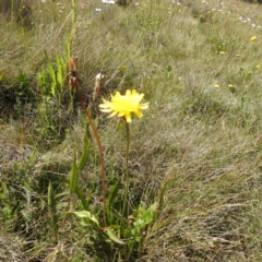 Microseris lanceolata at Kosciuszko National Park - 8 Feb 2024