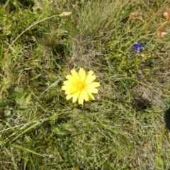 Microseris lanceolata at Kosciuszko National Park - 8 Feb 2024 11:04 AM