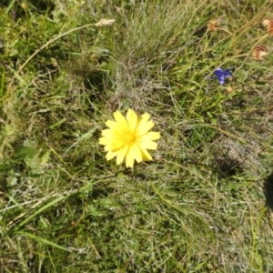 Microseris lanceolata at Kosciuszko National Park - 8 Feb 2024