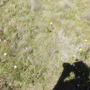 Microseris lanceolata at Kosciuszko National Park - 8 Feb 2024