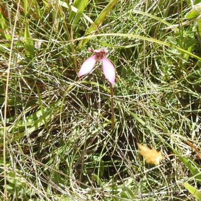 Eriochilus magenteus (Magenta Autumn Orchid) at Kosciuszko National Park - 8 Feb 2024 by HelenCross