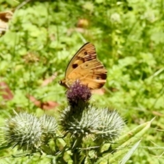 Unidentified Nymph (Nymphalidae) at South East Forest National Park - 3 Feb 2024 by KMcCue