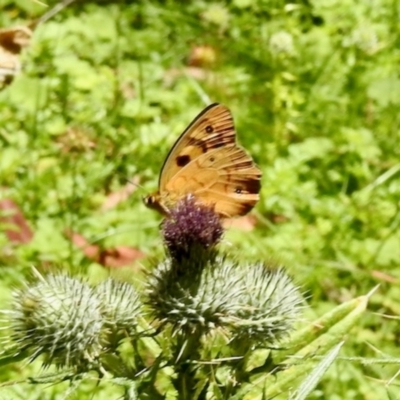 Unidentified Nymph (Nymphalidae) at South East Forest National Park - 3 Feb 2024 by KMcCue