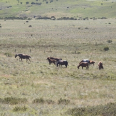 Equus caballus (Brumby, Wild Horse) at Kosciuszko National Park - 8 Feb 2024 by HelenCross