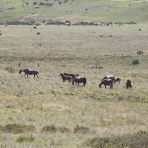 Equus caballus at Kosciuszko National Park - 8 Feb 2024