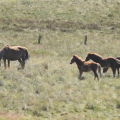 Equus caballus at Kosciuszko National Park - 8 Feb 2024