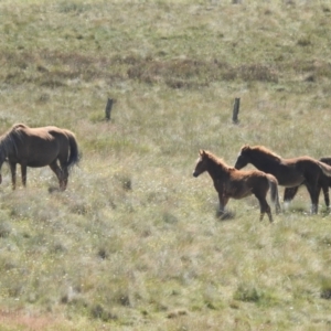 Equus caballus at Kosciuszko National Park - suppressed