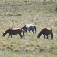 Equus caballus at Kosciuszko National Park - suppressed