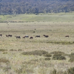 Equus caballus at Kosciuszko National Park - 8 Feb 2024