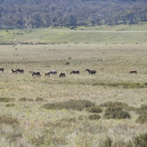 Equus caballus at Kosciuszko National Park - 8 Feb 2024